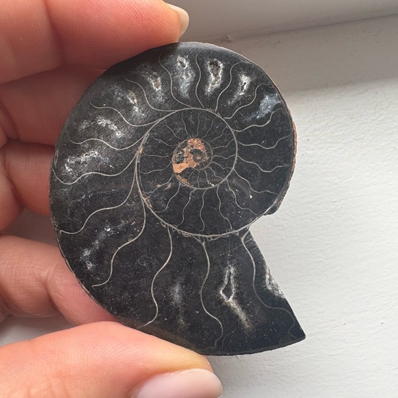 Beautiful Ammonite  - black ammonite fossil  🤩 For the fossil lovers - Picture 3 of 4
